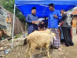Tembus 300 Ekor! Kapalang Misteri Sebar Hewan Kurban Massal Sambut Idul Adha 1447 H